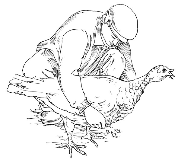 To evaluate the degree of fat covering, pull a few feathers from the thinly feathered area of the breast, at a point about halfway between the front end of the breastbone and the base of the wing.